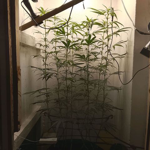 Botafumeiros growlog timeline photo