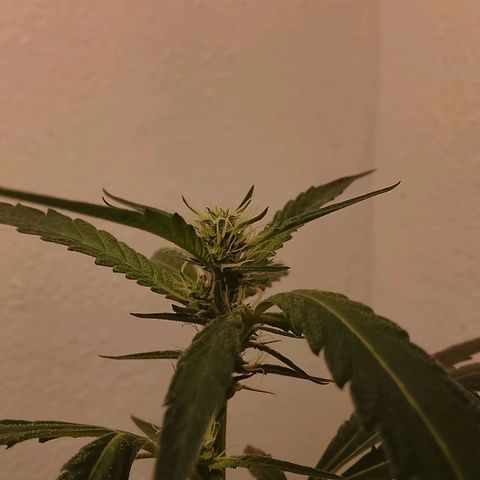 Botafumeiros growlog timeline photo