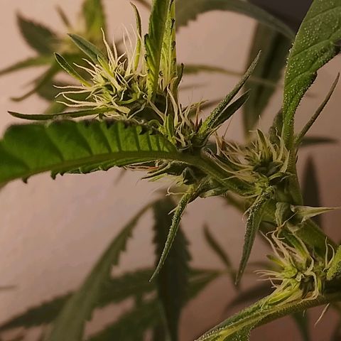 Botafumeiros growlog timeline photo