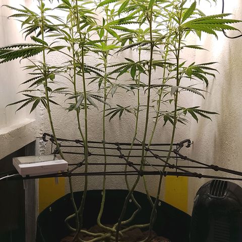 Botafumeiros growlog timeline photo