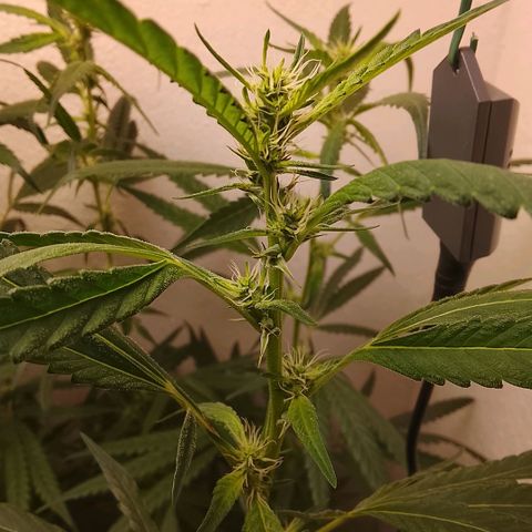 Botafumeiros growlog timeline photo
