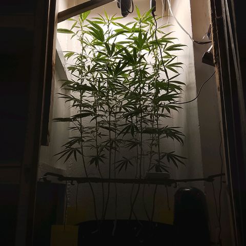 Botafumeiros growlog timeline photo