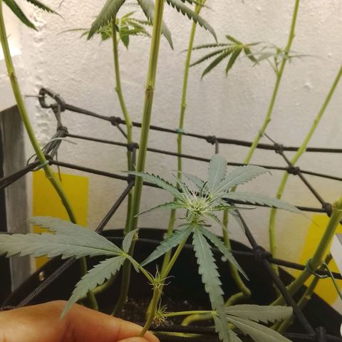 Botafumeiros growlog timeline photo