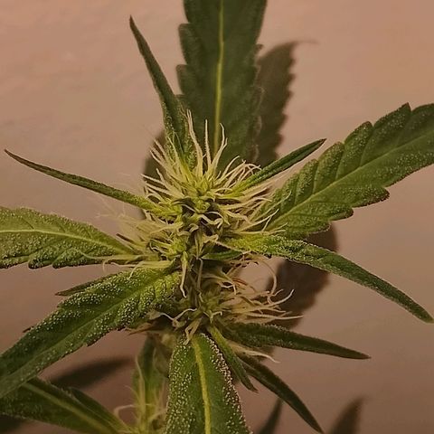 Botafumeiros growlog timeline photo