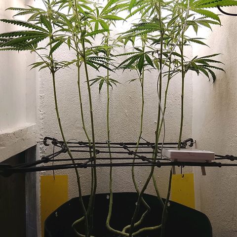 Botafumeiros growlog timeline photo
