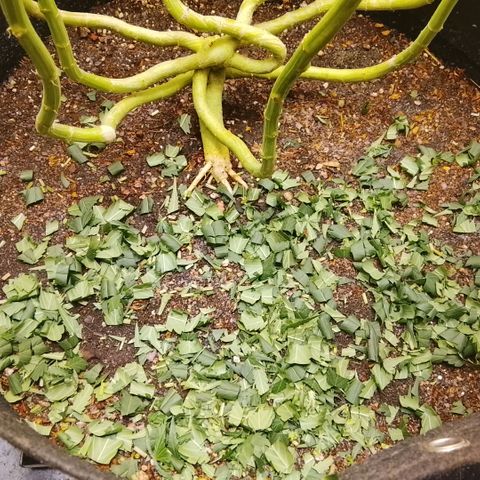 Botafumeiros growlog timeline photo