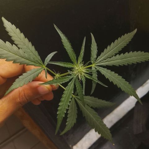 Botafumeiros growlog timeline photo