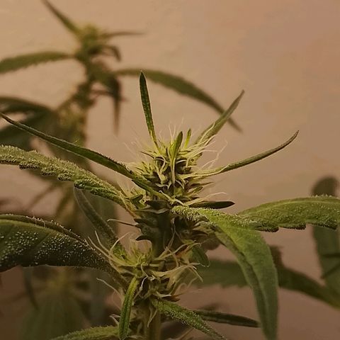 Botafumeiros growlog timeline photo