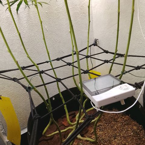 Botafumeiros growlog timeline photo