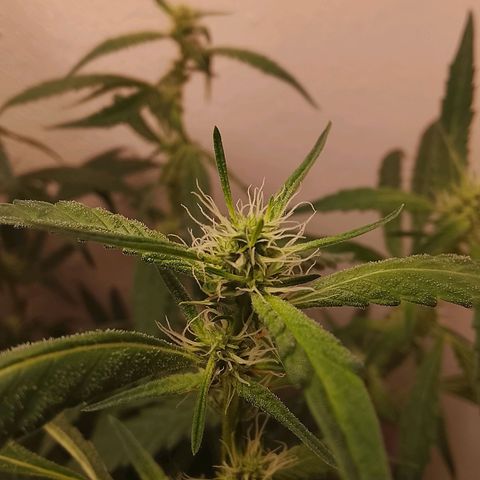 Botafumeiros growlog timeline photo