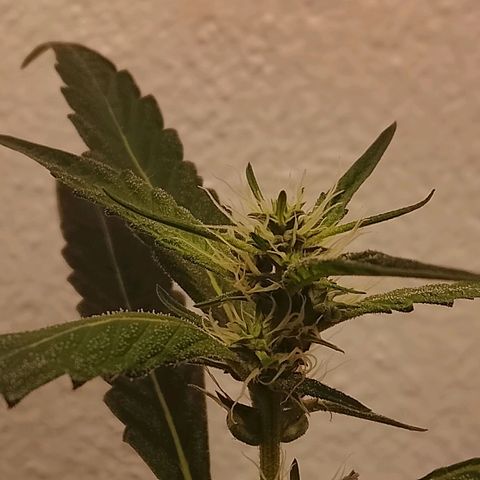 Botafumeiros growlog timeline photo