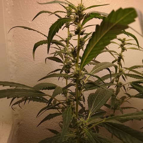 Botafumeiros growlog timeline photo