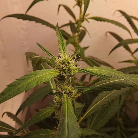 Botafumeiros growlog timeline photo