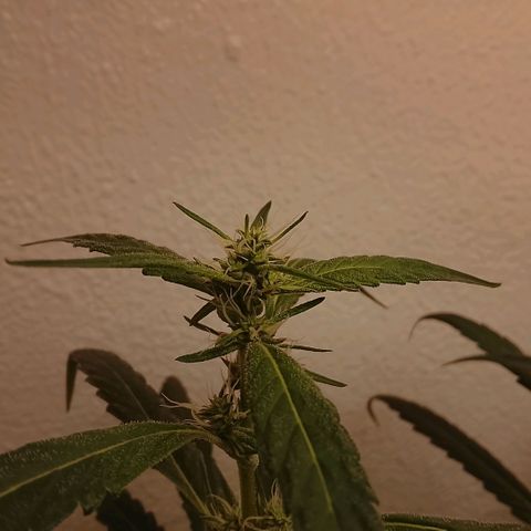 Botafumeiros growlog timeline photo