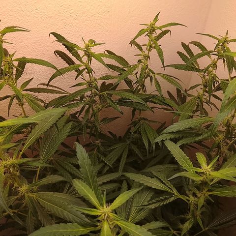 Botafumeiros growlog timeline photo