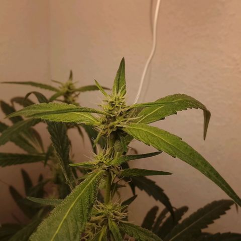 Botafumeiros growlog timeline photo