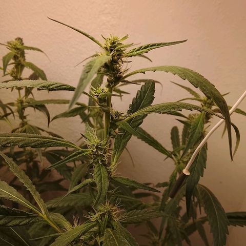 Botafumeiros growlog timeline photo