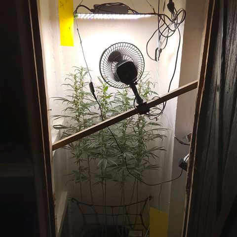 Botafumeiros growlog timeline photo