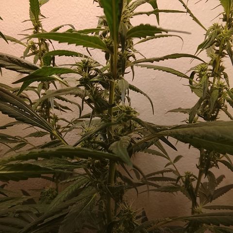 Botafumeiros growlog timeline photo