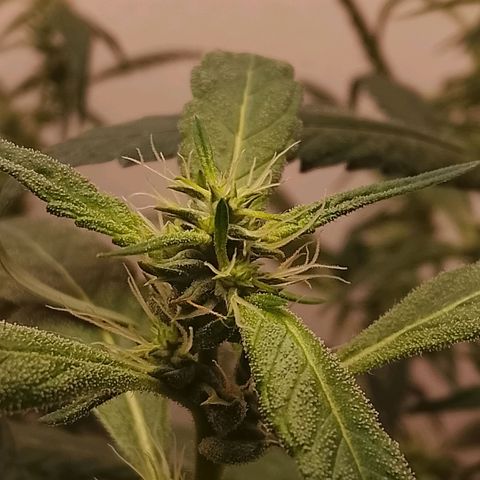 Botafumeiros growlog timeline photo