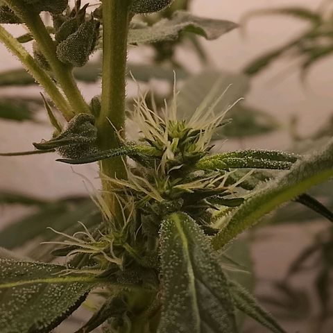Botafumeiros growlog timeline photo
