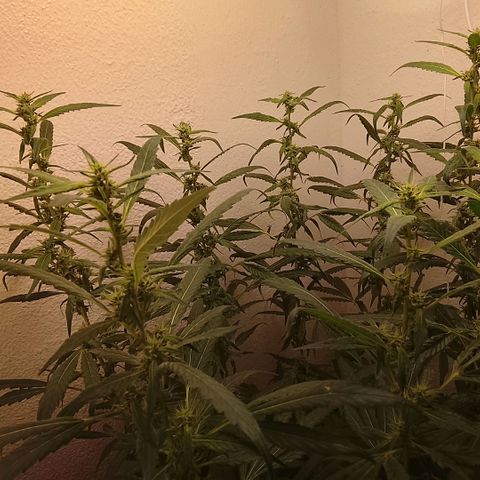 Botafumeiros growlog timeline photo