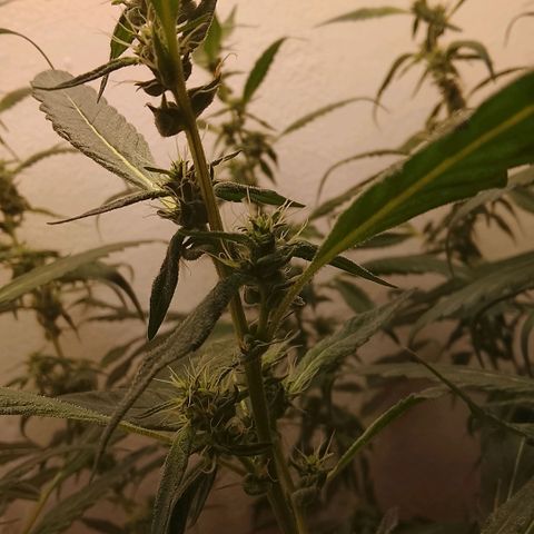 Botafumeiros growlog timeline photo