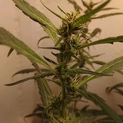 Botafumeiros growlog timeline photo