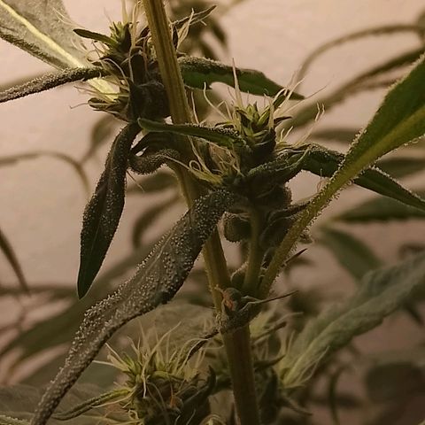 Botafumeiros growlog timeline photo