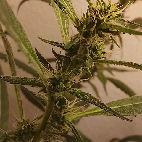 Botafumeiros growlog timeline photo