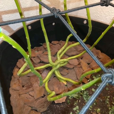 Botafumeiros growlog photo: cheirosa.