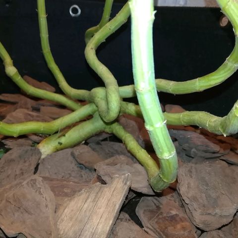 Botafumeiros growlog photo: cheirosa.