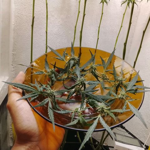 Botafumeiros growlog photo: cheirosa.