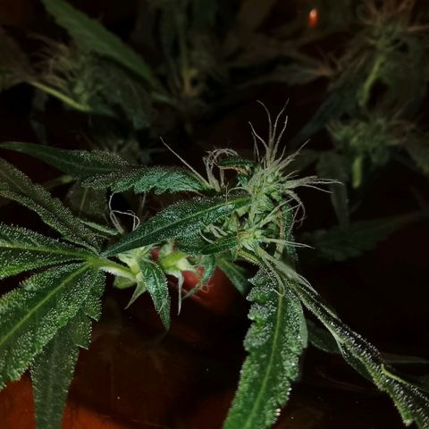 Botafumeiros growlog photo: cheirosa.