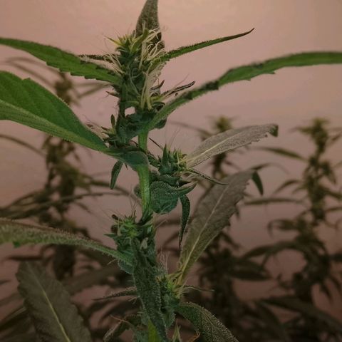 Botafumeiros growlog photo: cheirosa.