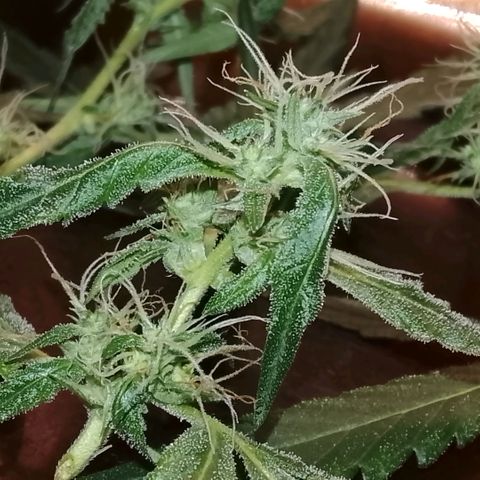 Botafumeiros growlog photo: cheirosa.