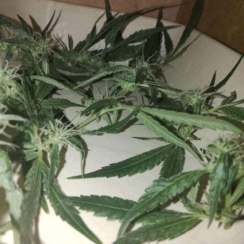 Botafumeiros growlog photo: cheirosa.