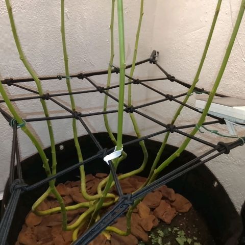 Botafumeiros growlog photo: cheirosa.