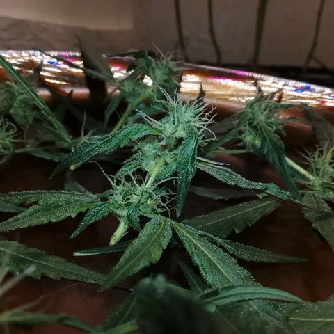 Botafumeiros growlog photo: cheirosa.