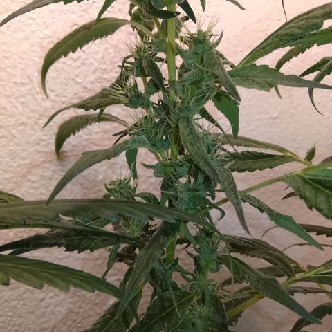 Botafumeiros growlog photo: cheirosa.