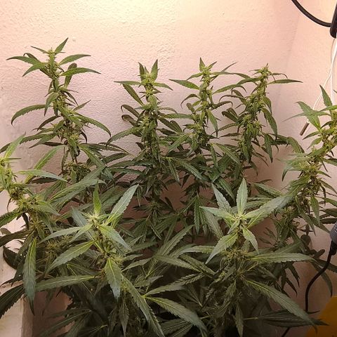 Botafumeiros growlog photo: cheirosa.