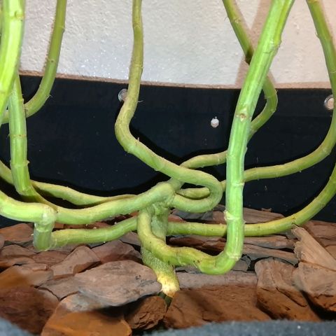 Botafumeiros growlog photo: cheirosa.