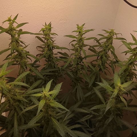 Botafumeiros growlog timeline photo