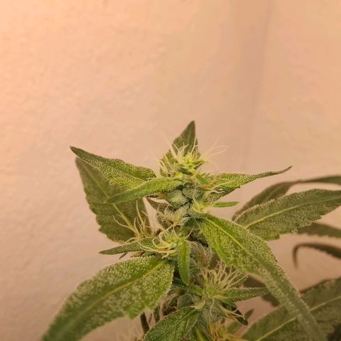 Botafumeiros growlog timeline photo