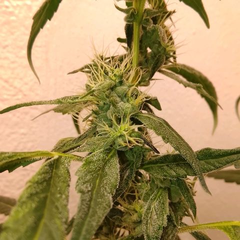 Botafumeiros growlog timeline photo