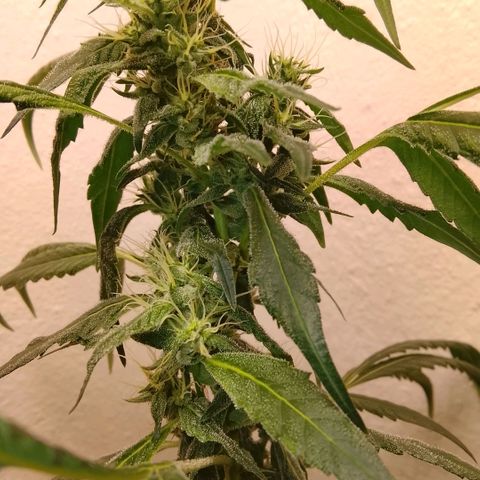 Botafumeiros growlog timeline photo