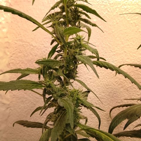Botafumeiros growlog timeline photo