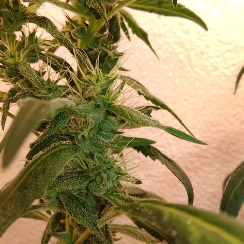 Botafumeiros growlog timeline photo