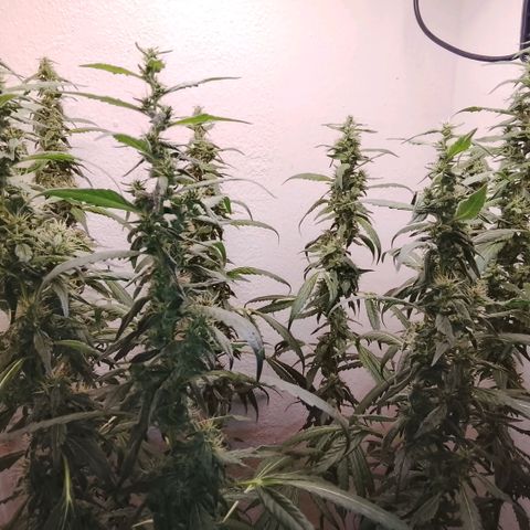 Botafumeiros growlog photo: 6 dias para colheita!!!
