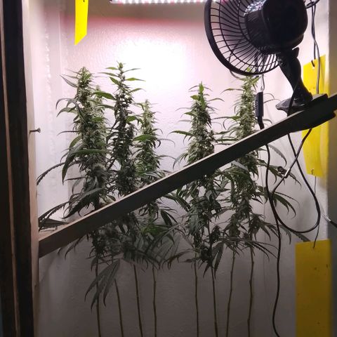 Botafumeiros growlog photo: 6 dias para colheita!!!